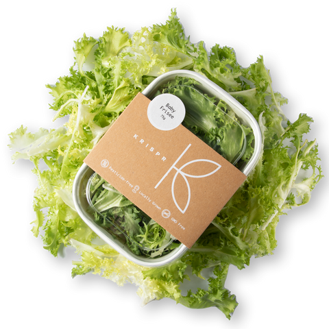 Baby Frisée Lettuce, UAE, 75g